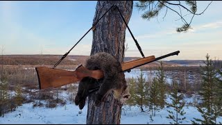 Охота на соболя с лайками. Второй день охоты на дальних угодьях. Обследуем новые места