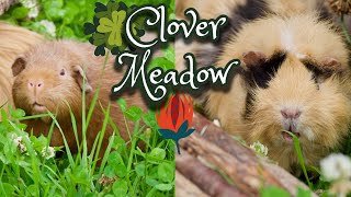 Guinea Pigs Visit The Clover Meadow
✿Guinea Pigs Visit The Clover Meadow✿
► Website: www.erinsark-petcareguide.com
► Shop: www.erinsarkpetshop.com
► Instagram: @erinspets Guinea Pigs Visit The Clover Meadow