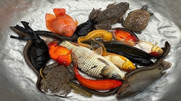 Kem Chanel lái công nông bắt cá chép, cá vàng, cá trê, cá két đỏ, cá ba đuôi, con lươn, con ếch