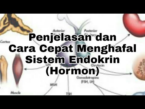 Penjelasan dan Cara Cepat Menghafal Sistem Endokrin (Hormon)