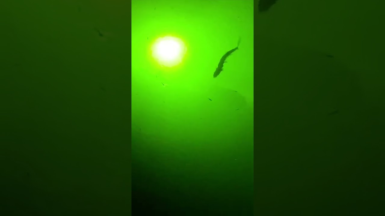 Amazing Underwater Fish Lights That I Just Installed On My Dock