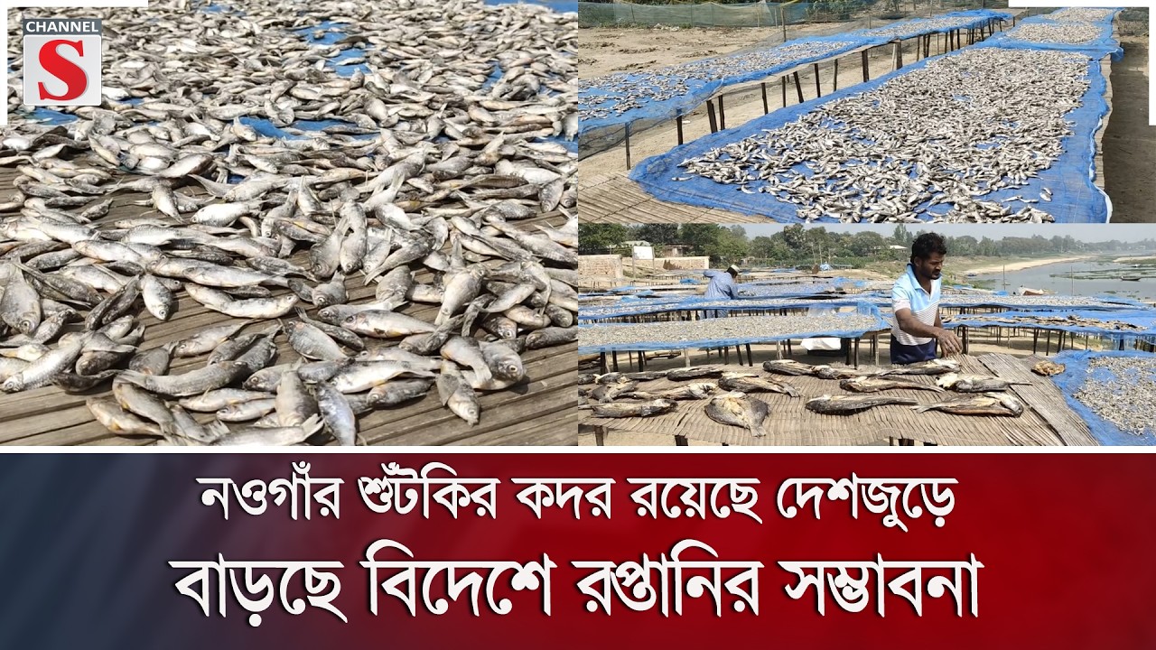 নওগাঁর শুঁটকির কদর রয়েছে দেশজুড়ে, বাড়ছে বিদেশে রপ্তানির সম্ভাবনা | Channel S News