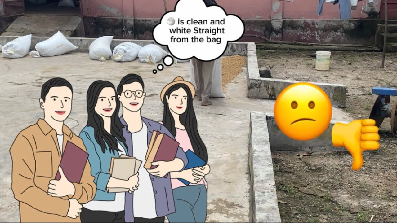 Traditional Rice Drying Process | Real Farming in Sierra Leone