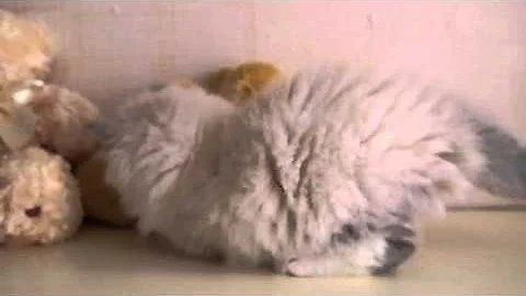 Watch the video about Available Neva Masquerade (siberian color point) kitten