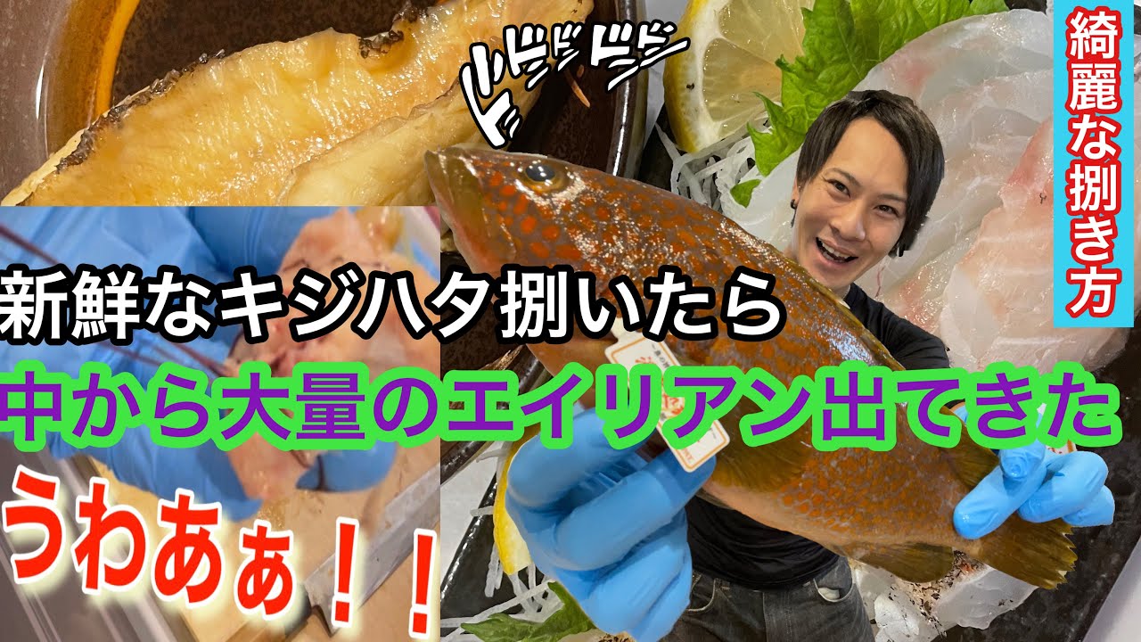 注意 キジハタ捌いたら腹から大量のエイリアンが出てきた キジハタの綺麗な捌き方と寄生虫観察 Youtube