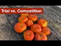 Squash Trial vs. Competition