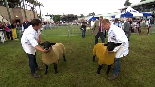 Pencampwriaeth Defaid Suffolk Sheep Championship