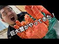 【タラバガニ】出産祝いに人生初の衝撃な味！タラバガニにイクラを乗せて実食！
