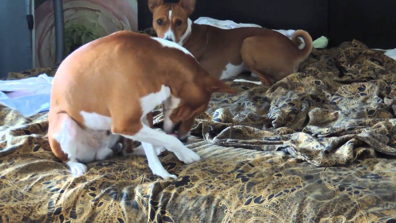 Basenji grooming himself like a cat 