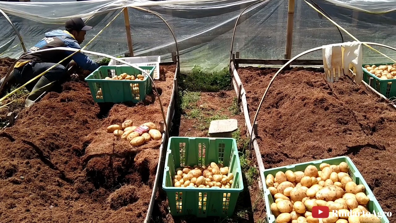 Pemanfaatan Lahan Pekarangan Untuk Pembibitan