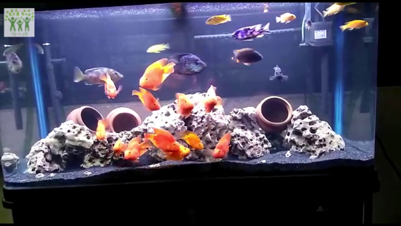 My parrot and cichlids fish living in community 60 gallon tank setup