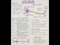 🧠 Neuron in One Minute | Class 10 Science | Quick Notes | Fast Revision | Exam Ready!