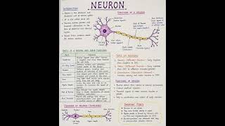 🧠 Neuron in One Minute | Class 10 Science | Quick Notes | Fast Revision | Exam Ready!
