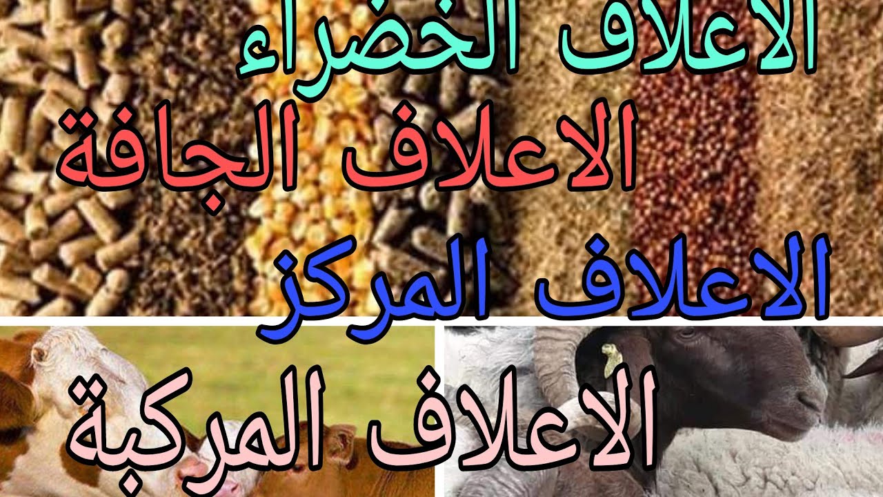 أنواع الأعلاف : الأعلاف الخضراء الأعلاف الخشنة الأعلاف المركزة الأعلاف المركبة🐏 🐃