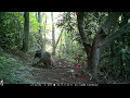 Trail cam: cute little raccoons playing in the forest.