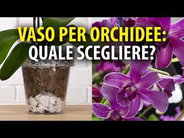 Vasi per Orchidee. Quale Scegliere? 