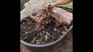 Say Goodbye To Chemical Fertilizers With Compostinghttpswww.ollegardens.com