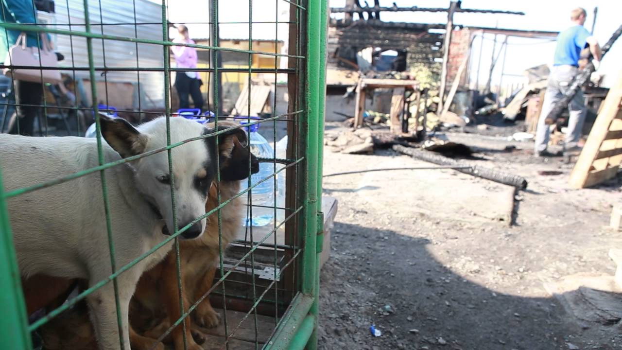 Кемерово ворошилова приют. Приют для собак в городе кемерово. Приют для бездомных животных в промышленной кемеровской области. Приют в городе кемерово для животных. Кемерово.