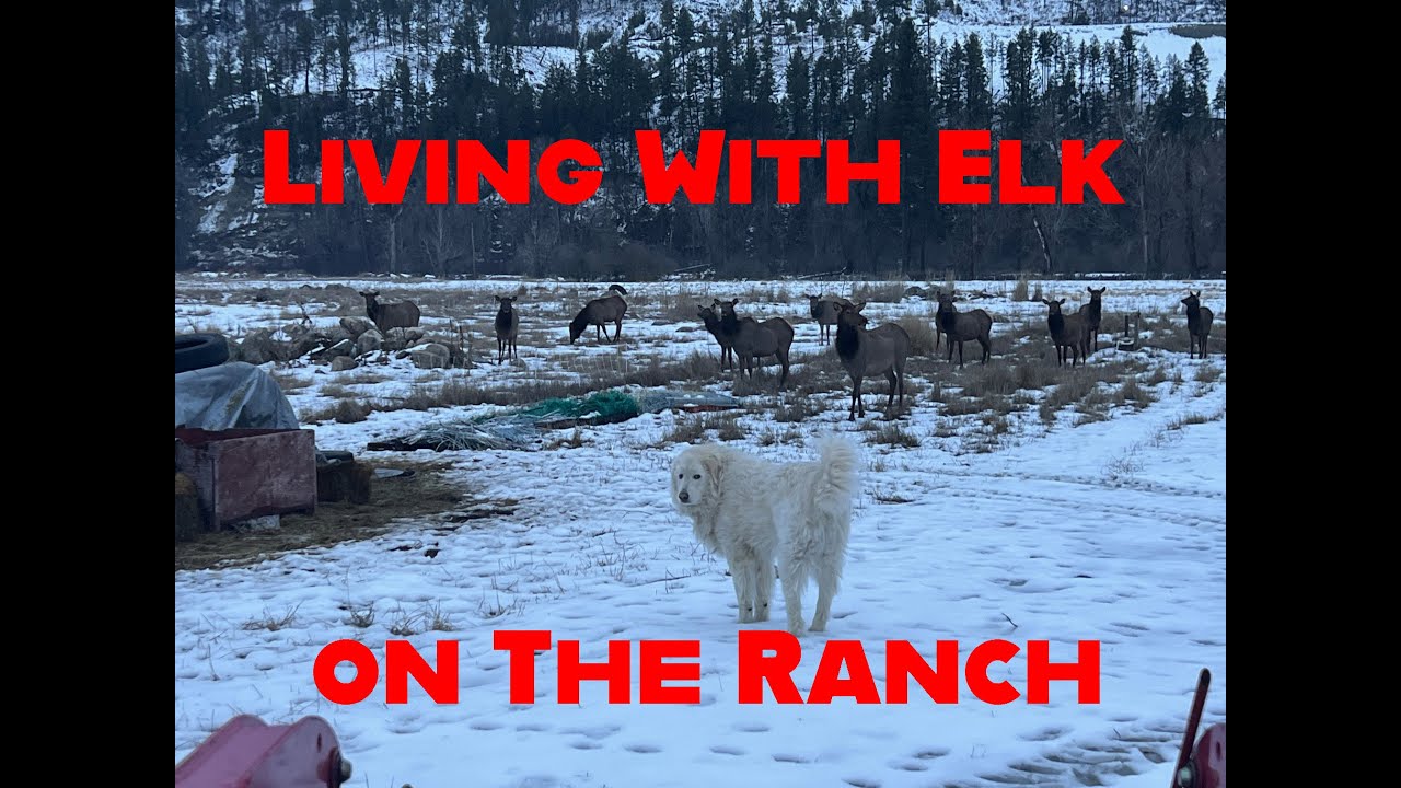 Жизнь с лосем на ранчо Кеттл-Хейвен