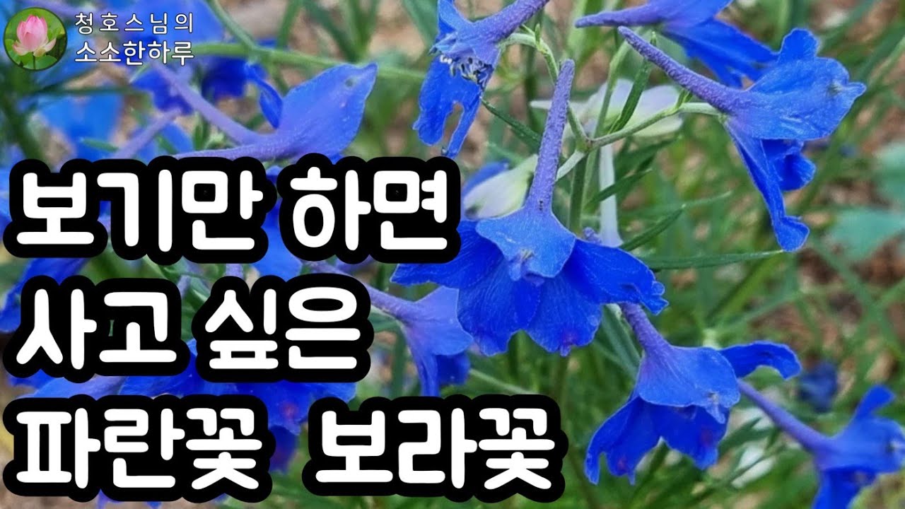 평화로운 기쁨을 주는 블루계열 꽃모음 - Youtube