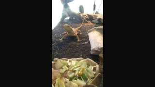My bearded dragon SI eating tomato worms
