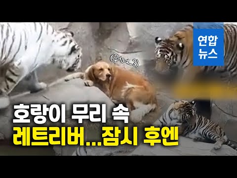 호랑이 우리에 들어간 개…먼저 이빨 보인 쪽은? / 연합뉴스 (Yonhapnews)