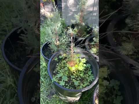 Afghan pine- Pinus Eldarica Grown from Seed Update Video