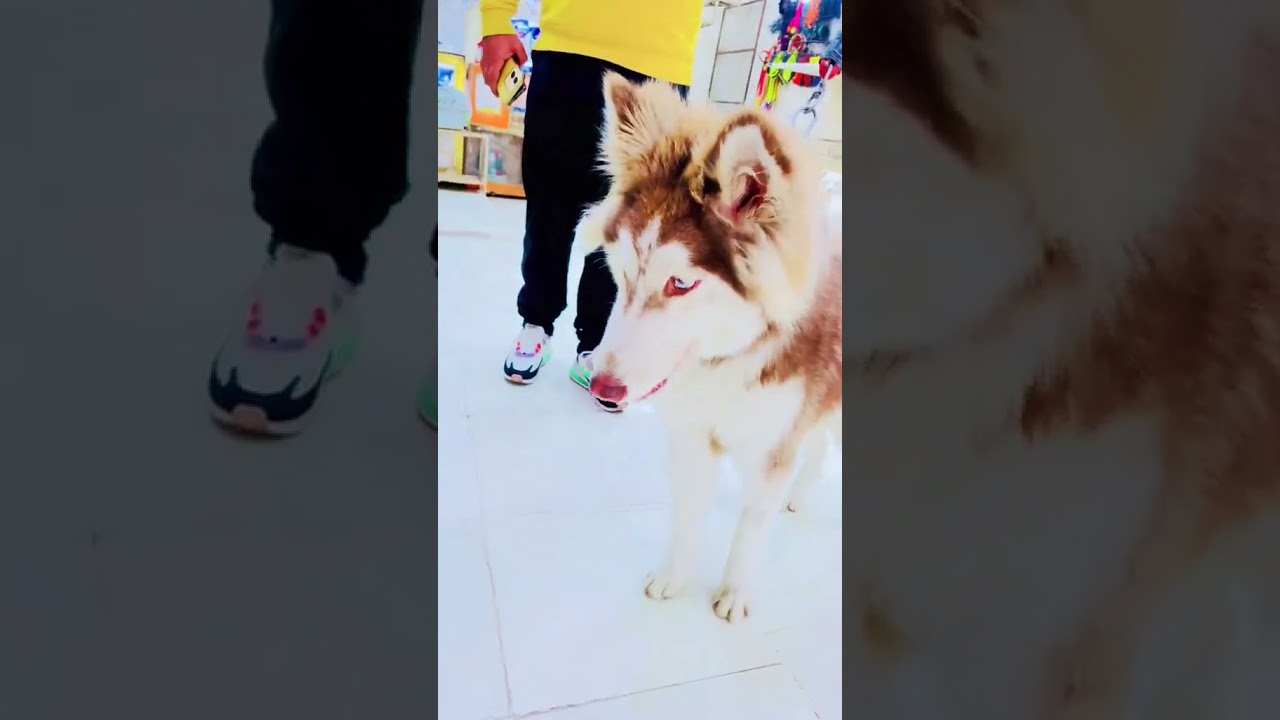 Siberian Husky Malamute King Size Dog available and Al dog Collections