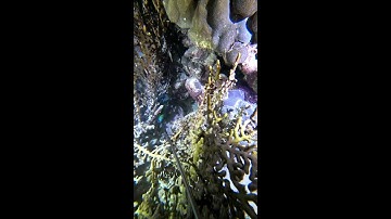 Stream via RTMP (OBS, Vmix, Zoom) with Restream