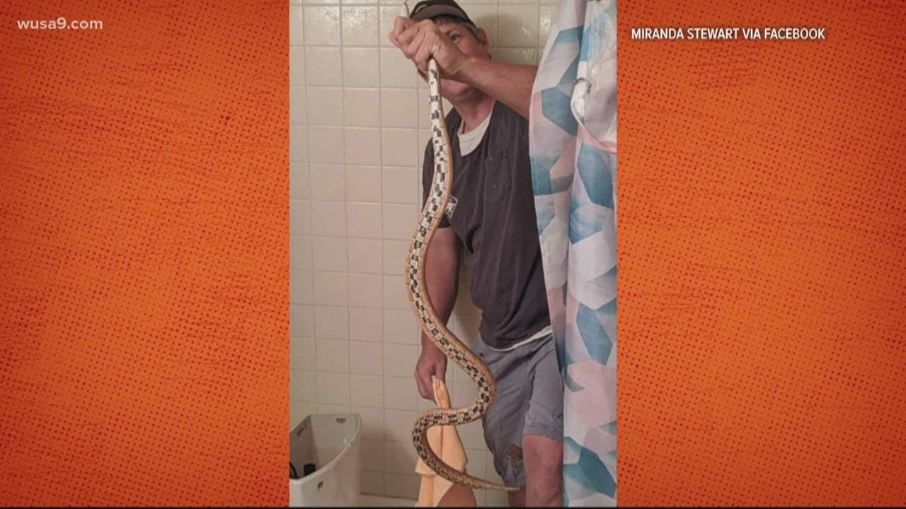 Woman finds snake in toilet bowl In Other News YouTube
