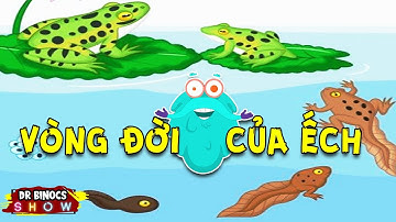 Bí mật TỐI THƯỢNG về LOÀI ẾCH | Vương Quốc Kiến Thức Của Binocs