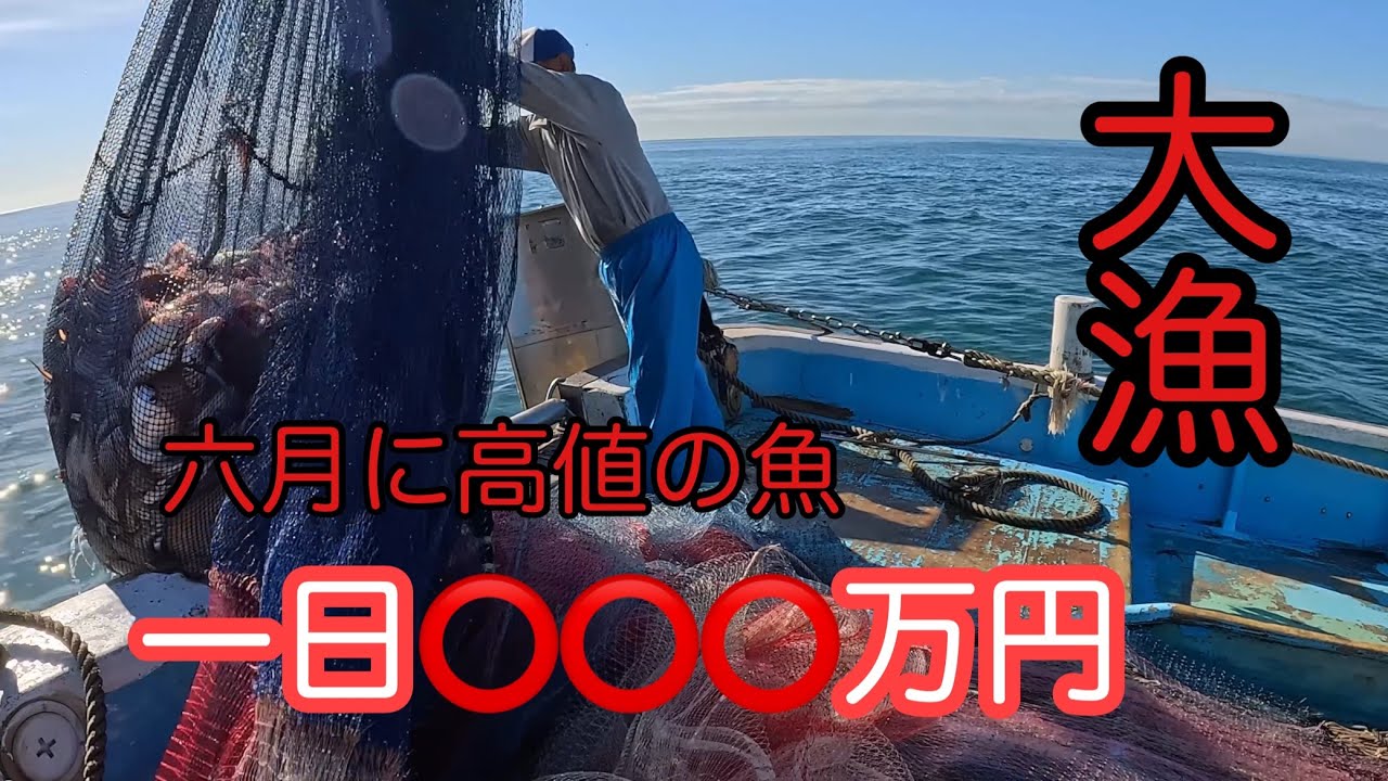 一日⭕️⭕️⭕️万円❗️好調【住吉丸】和歌山底引網漁師‼️6月に高値の魚狙いに行きました‼️