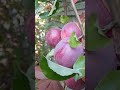 Не спешите собирать урожай - яблоки наберут большую массу! #садсвоимируками