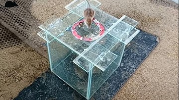 Simple Creative Idea / Box Glass Mouse Trap | Simple Mouse Trap - DIY Homemade Mouse Trap