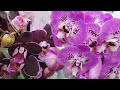 И снова КАСТОРАМА жжет! СУПЕР сортовые ОРХИДЕИ. орхидея фаленопсис orchid