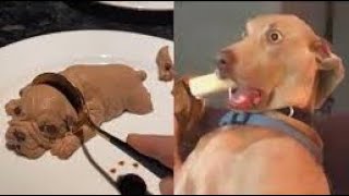 Pasta kesilirken köpeklerin tuhaf halleri & funny dogs cut cake #dog #köpek #kedi
