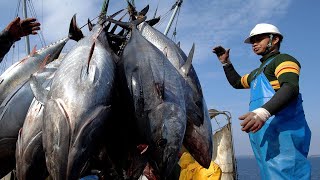 The Most Advance Monster Bluefin Tuna Net Fishing Boat. Best Big Catch Fish Video