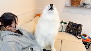 朝帰りしたママを見ておかえり遠吠えを連発する犬が可愛すぎました！