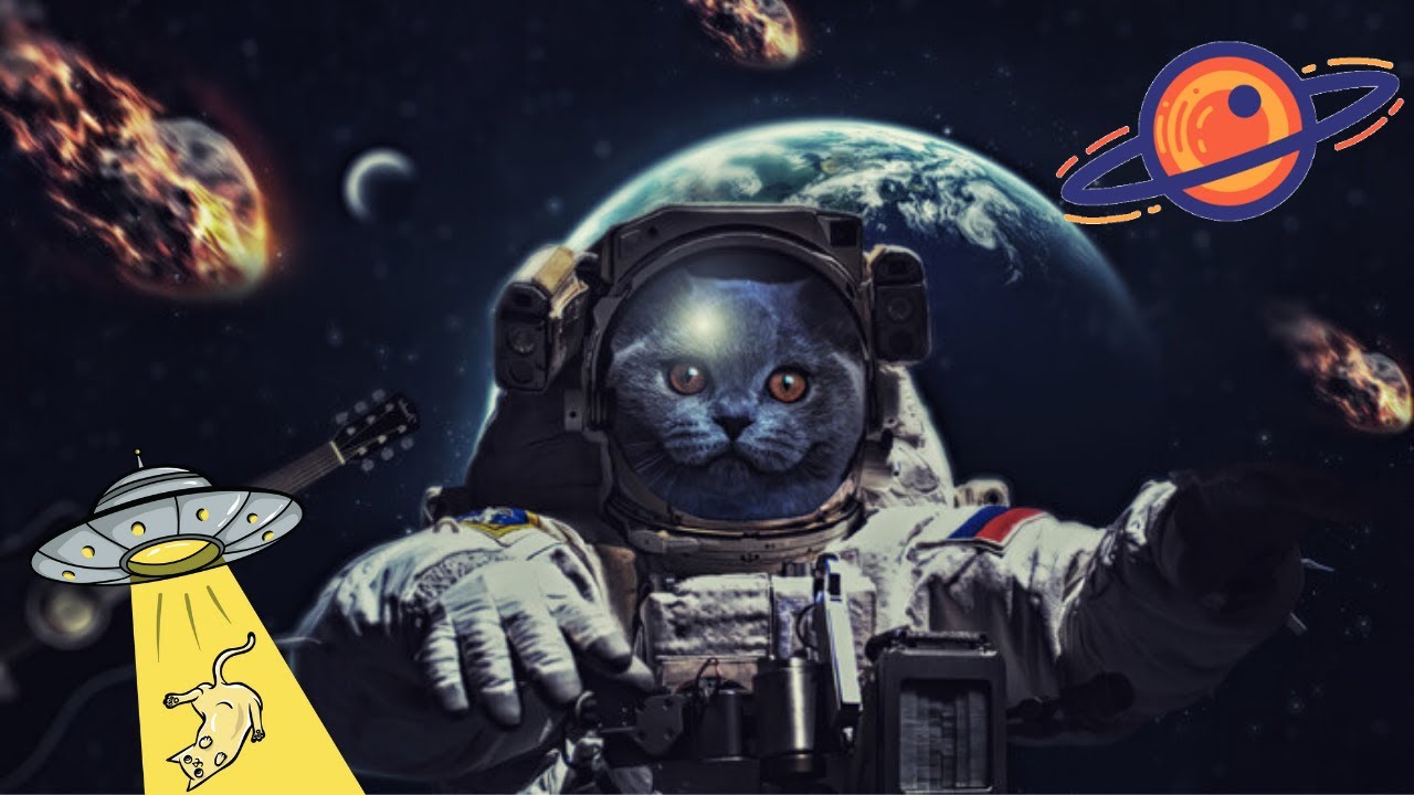 Cats are From Another Video Proof YouTube