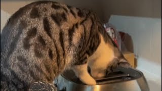 Cat Finds CRAZY Surprise in the TOASTER! *DISGUSTING*