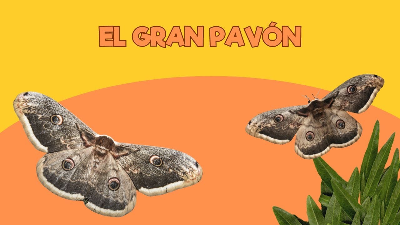 Viviendo en un Zoo El Gran Pavón | Santillana del Mar
