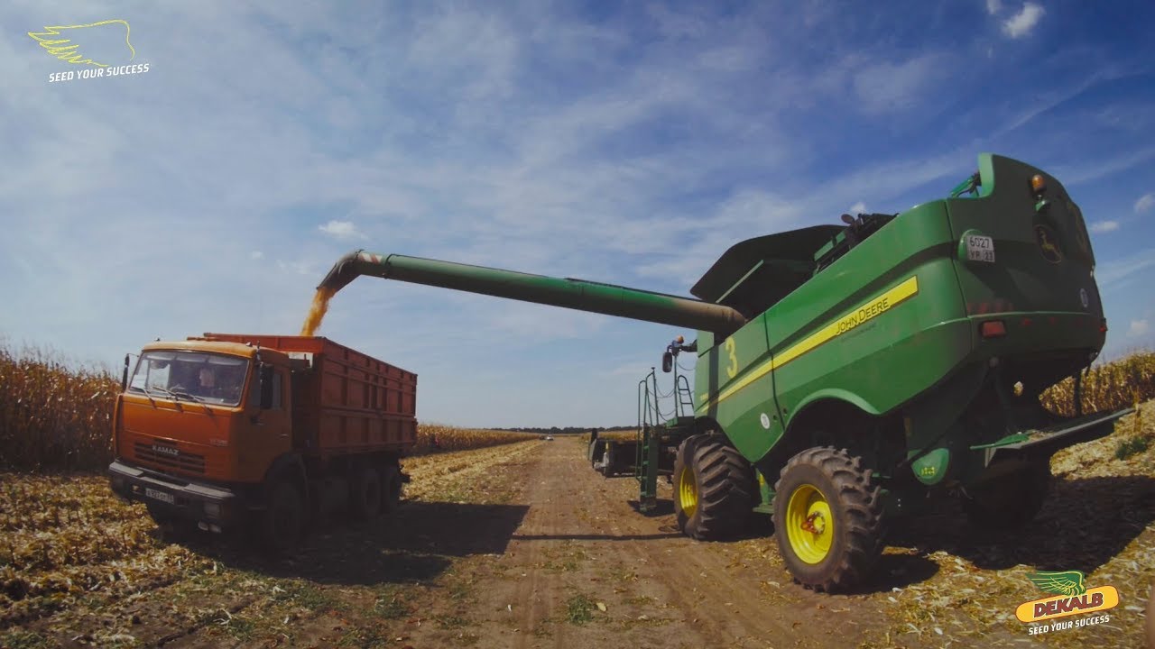 Уборка кукурузы Monsanto