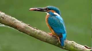 Kingfisher ~ BirdCall ~ bird song