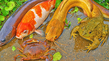 Bắt con cá, cá koi, cá chép, con cua, con ếch, cua ẩn sĩ, con rùa trong quả trứng kì lạ