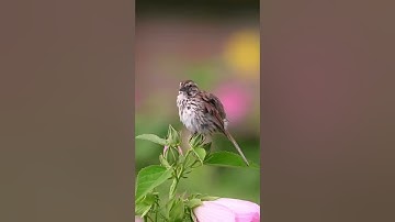 ولنبلونكم بشئ من الخوف/تلاوة مميزة للقاري طارق محمد/طبيعة وطيور(سبحان الله وبحمده سبحان الله العظيم