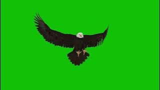 LANDING EAGLE GREEN SCREEN