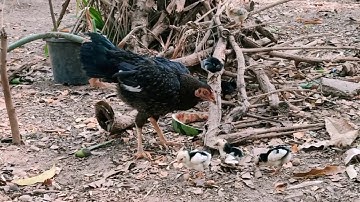 Poj qaib muaj me nyuam coob kawg li