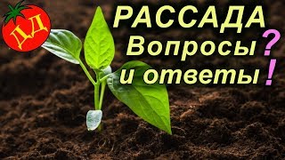 РАССАДА - ОШИБКИ ПРИ ВЫРАЩИВАНИИ