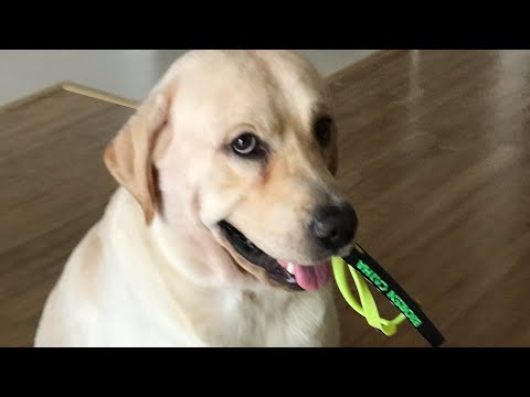 Video Dưa Hấu chắc phải đi ở Rể mới hết tính trẻ con @Dưa... - youtube