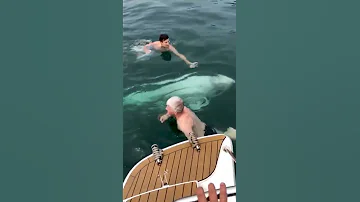 🐳Владивосток. Неожиданная встреча в море с Белухой (редкий вид зубастого кита)